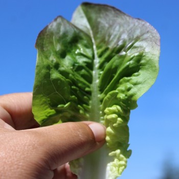 Salat Red Amish Deer Tongue (Samen)