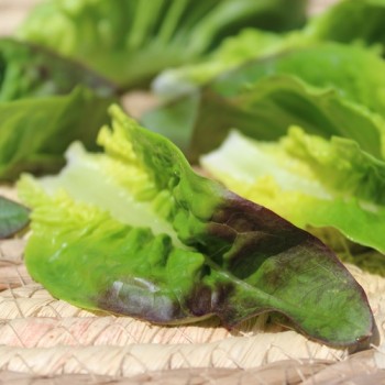 Salat Red Amish Deer Tongue (Samen)