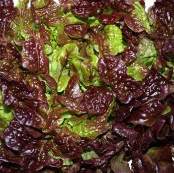 Salat Red Salad Bowl (Samen)