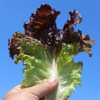Salat Lollo Rosso (Samen)