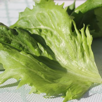 Eisbergsalat Reine de Glaces (Samen)