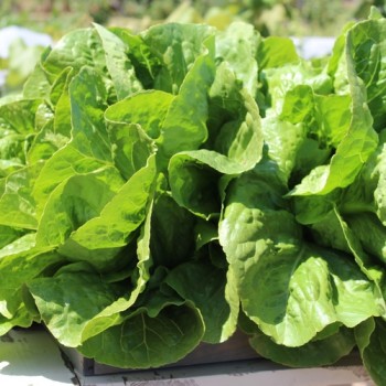 Salat Romana Larga Rubia (Samen)