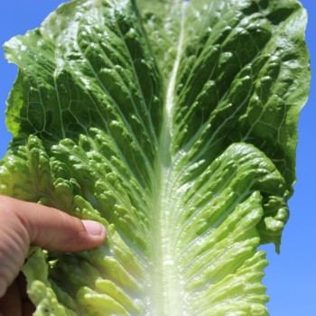 Salat Romana Larga Rubia (Samen)