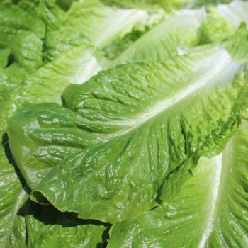 Salat Romana Larga Rubia (Samen)