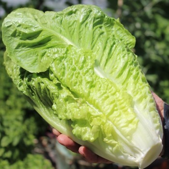 Salat Romana Larga Rubia (Samen)