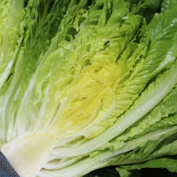 Salat Romana Larga Rubia (Samen)