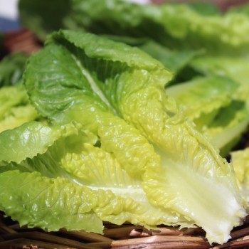 Salat Romana Larga Rubia (Samen)