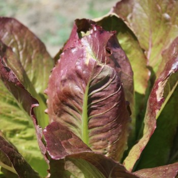 Salat Rouge d'Hiver (Wintersalat) (Samen)