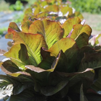 Salat Rouge d'Hiver (Wintersalat) (Samen)