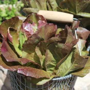 Salat Rouge d'Hiver (Wintersalat) (Samen)