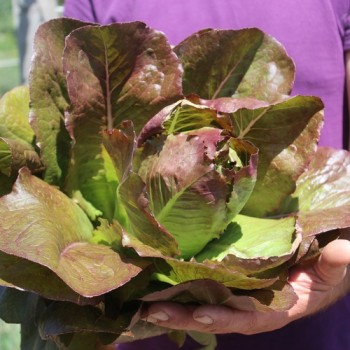 Salat Rouge d'Hiver (Wintersalat) (Samen)