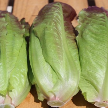 Salat Rouge d'Hiver (Wintersalat) (Samen)