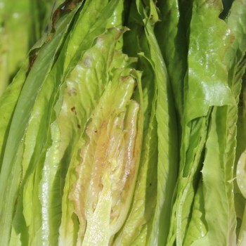 Salat Rouge d'Hiver (Wintersalat) (Samen)