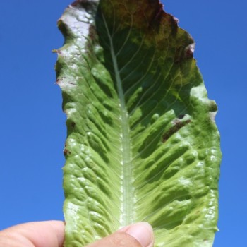Salat Rouge d'Hiver (Wintersalat) (Samen)