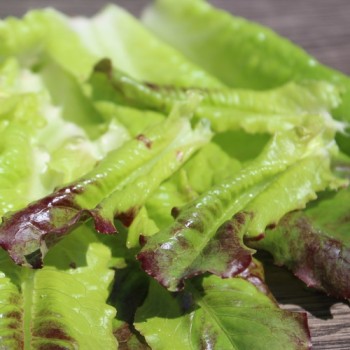 Salat Rouge d'Hiver (Wintersalat) (Samen)