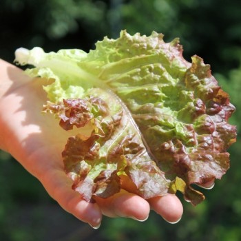 Salat Ruby Red (Samen)