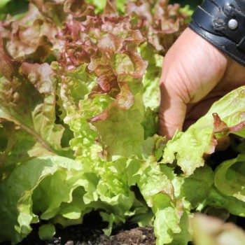 Salat Ruby Red (Samen)