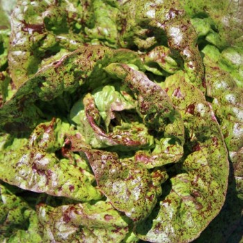 Salat Sanguine Ameliore (Samen)