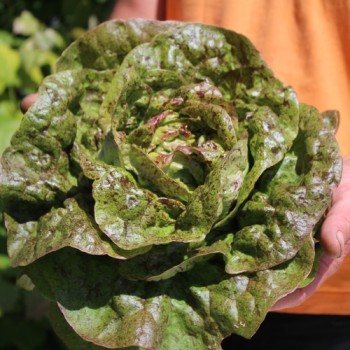 Salat Sanguine Ameliore (Samen)
