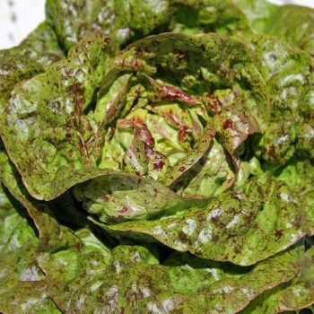 Salat Sanguine Ameliore