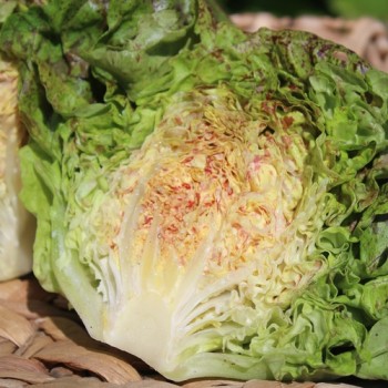 Salat Sanguine Ameliore (Samen)