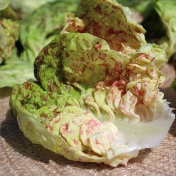 Salat Sanguine Ameliore (Samen)