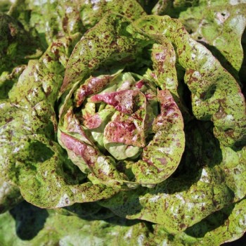 Salat Sanguine Ameliore (Samen)