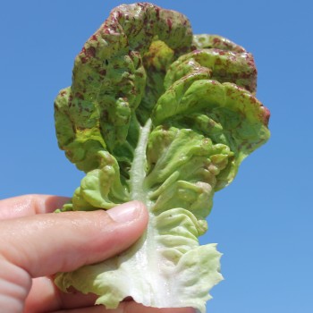 Salat Sanguine Ameliore (Samen)