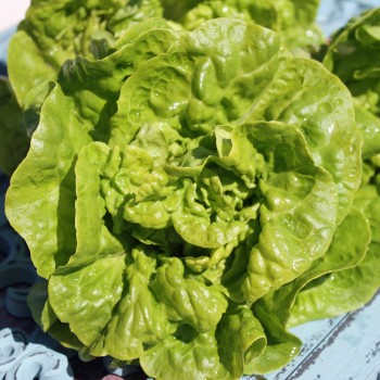 Salat Tom Thumb (Samen)