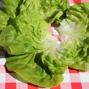 Salat Tom Thumb (Samen)