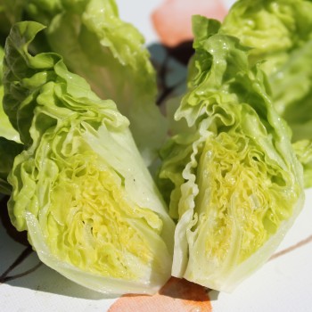 Salat Tom Thumb (Samen)