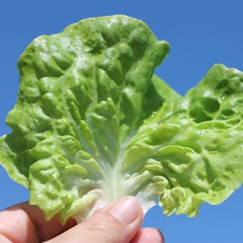 Salat Tom Thumb (Samen)
