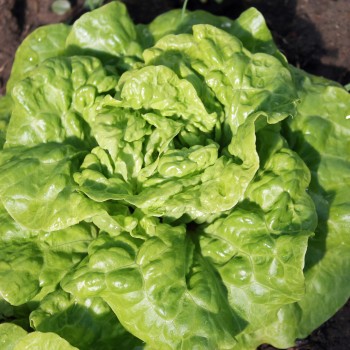 Salat Tom Thumb (Samen)