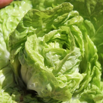Salat Tom Thumb (Samen)