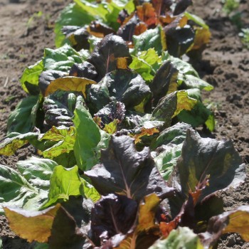 Salat Total Clown (Samen)