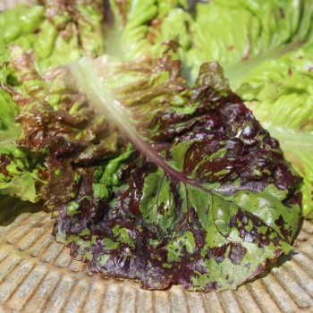 Salat Total Clown (Samen)