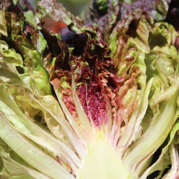 Salat Total Clown (Samen)