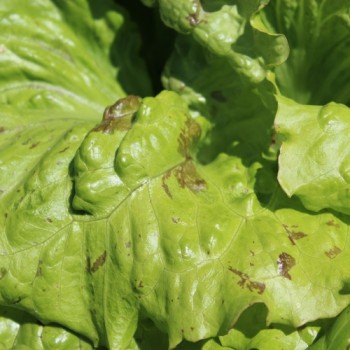 Salat Unicum (Samen)