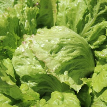 Salat Unicum (Samen)
