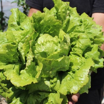 Salat Unicum (Samen)