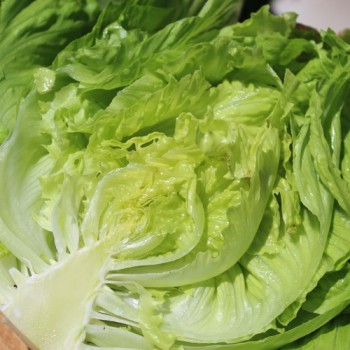 Salat Unicum (Samen)