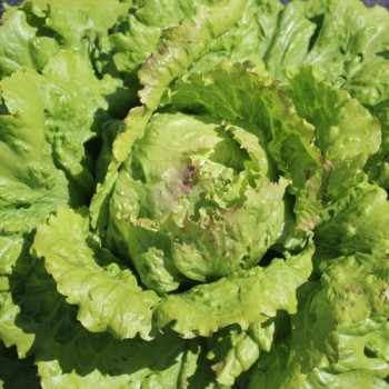 Salat Unicum (Samen)