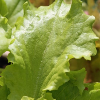 Salat Waldmann's Green (Samen)