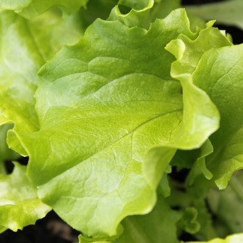 Salat Waldmann's Green (Samen)