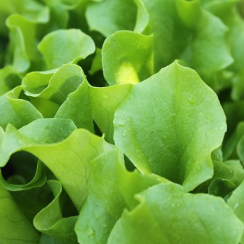 Salat Waldmann's Green (Samen)