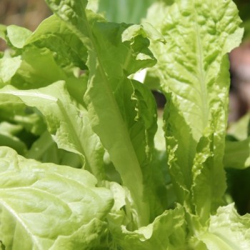 Pflücksalat Australischer Zartblättriger (Samen)