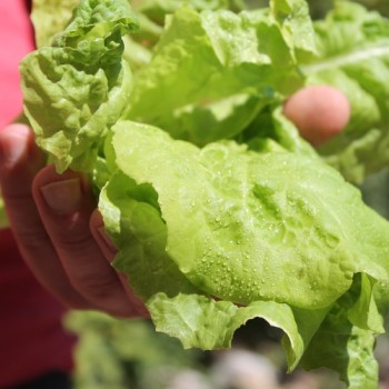 Pflücksalat Australischer Zartblättriger (Samen)