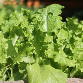Salat Waldmann's Green (Samen)