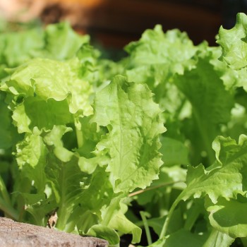 Salat Waldmann's Green (Samen)