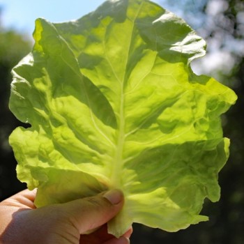 Salat White Boston (Samen)